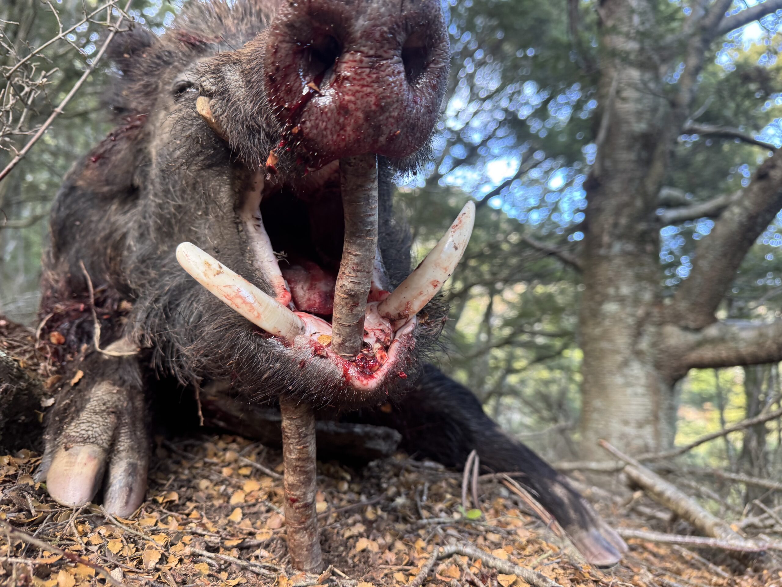 2026 Top Tusk